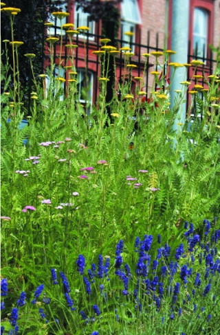 Sensory garden at the Coronation Garden