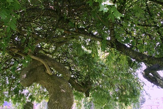 Penrith Christ Church churchyard tree